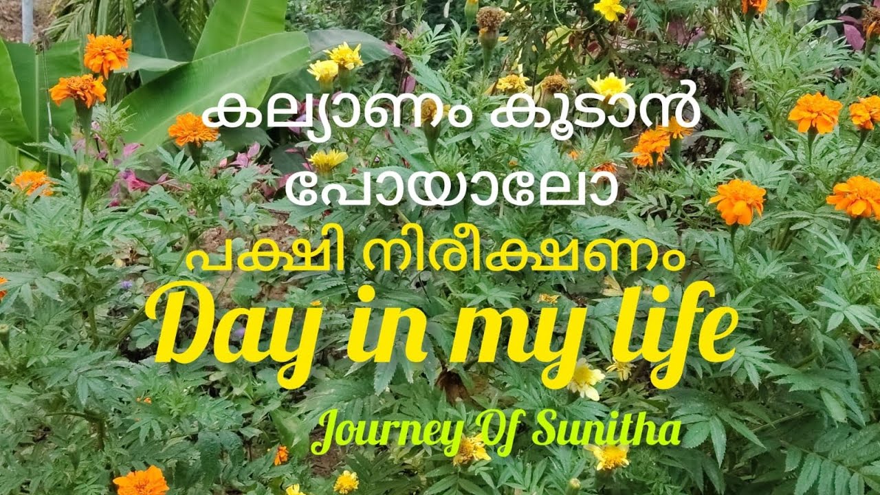 കല്യാണം കൂടാൻ പോയാലോ, പക്ഷി നിരീക്ഷണം,Day In My Life