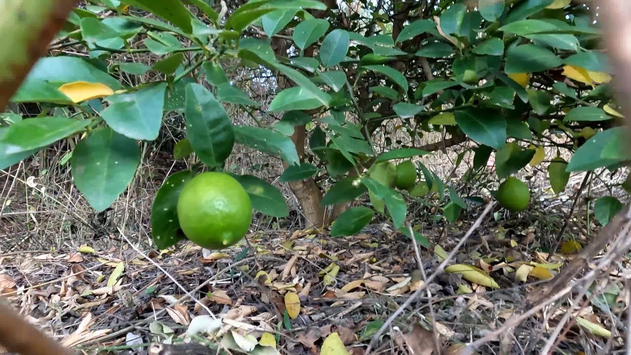 I Grew a Forest Without Water, Electricity or Irrigation | This Changed Everything