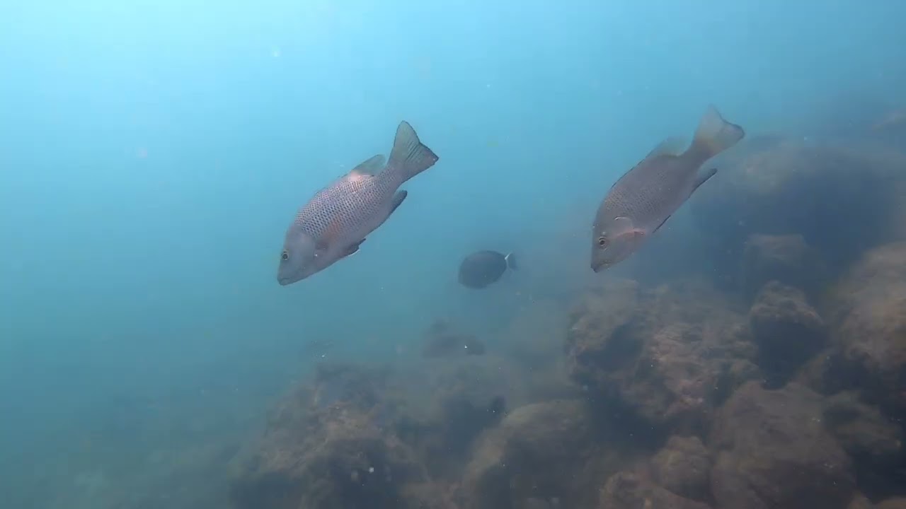 BAGAIMANA KEHIDUPAN IKAN BARONANG DAN MANGROVE JACK DI SPOT OENGKOLAN KANDANG????