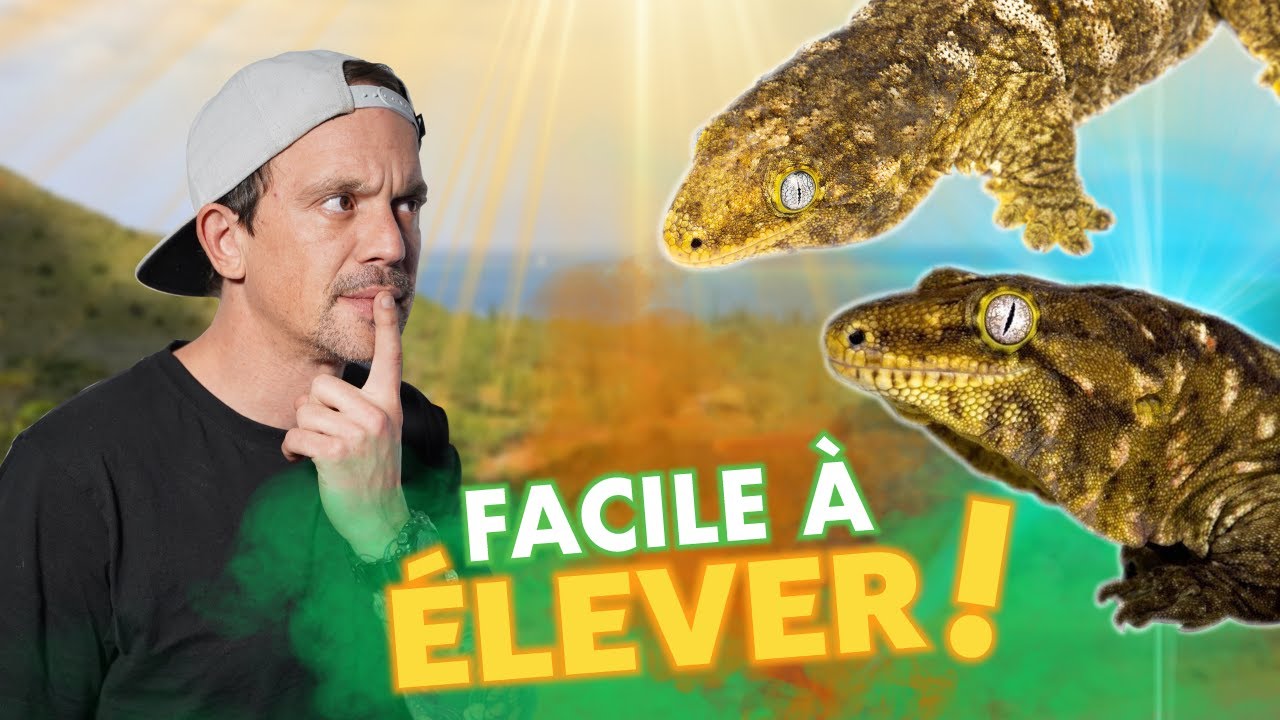 LE PLUS GROS GECKO DU MONDE DANS TON SALON !? -TOOPET