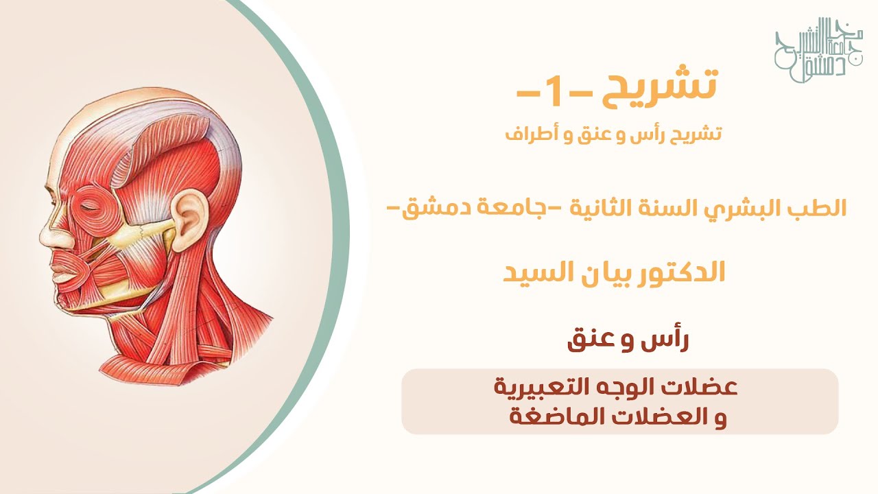 تشريح 1 |عضلات الوجه التعبيرية و العضلات الماضغة |د.بيان السيد