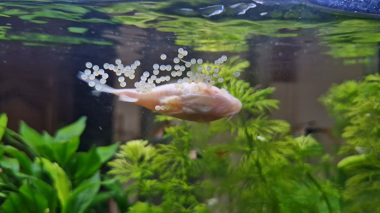 Reproduction des corydoras et changement de plantation dans le 90L