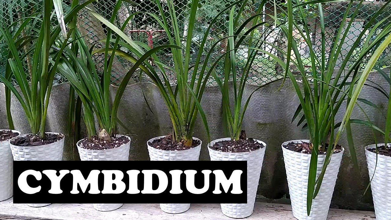 Orquideas Cymbidium / Division y cuidados