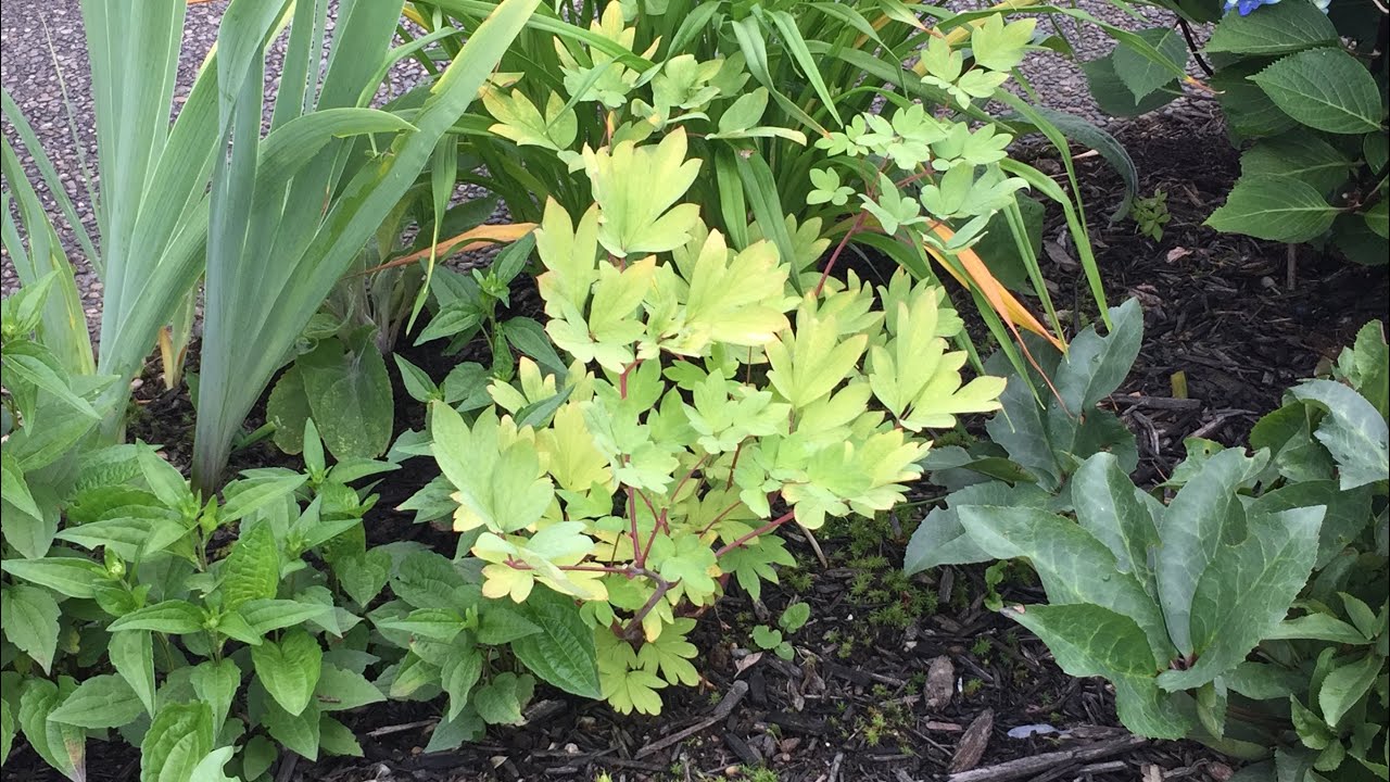 Bleeding Hearts - Transplant After Bloom - July 2, 2020