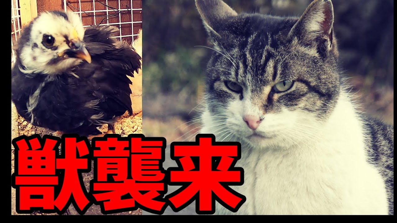 【悲報】ついに怖れていたことが起きました涙…。【鶏飼育】 16話目