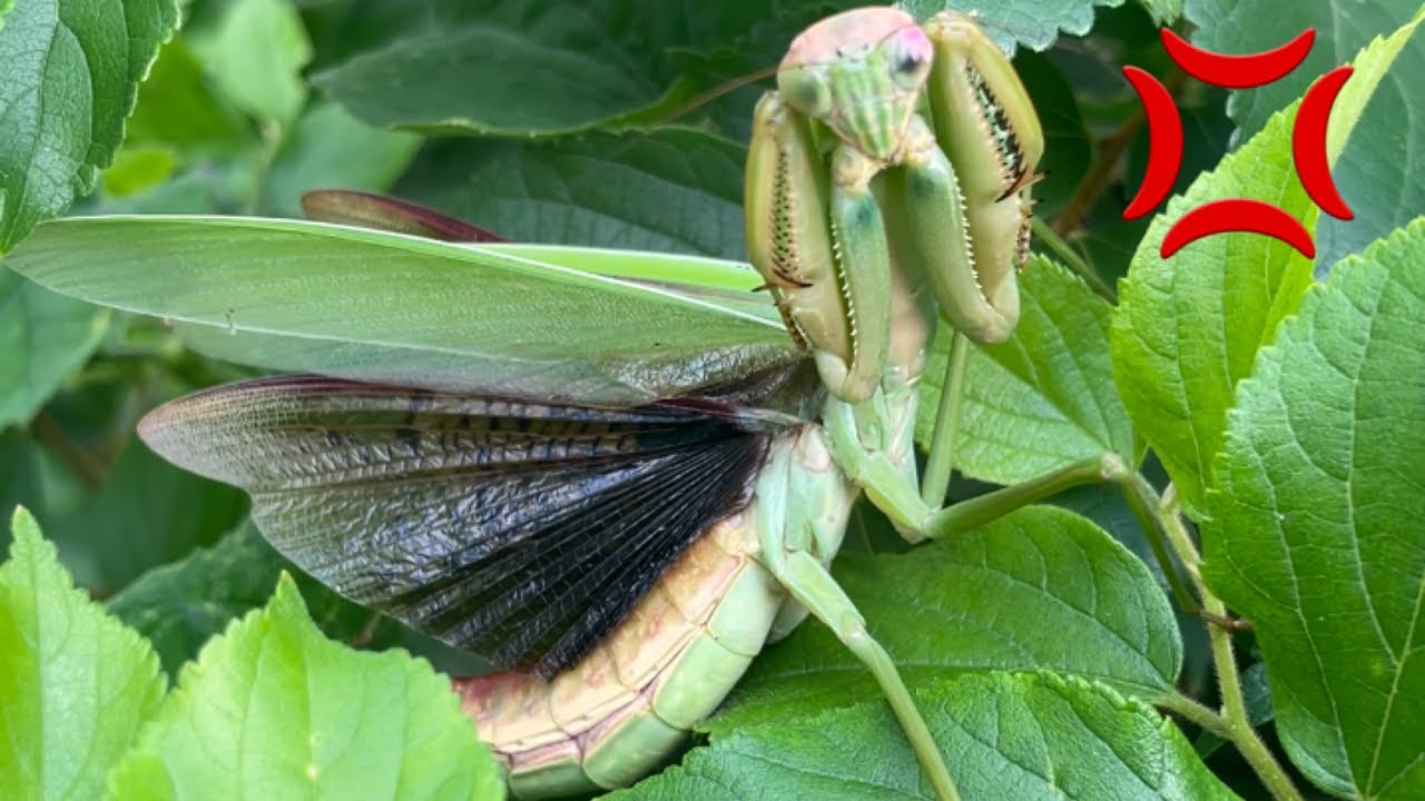 【カマキリ採集】巨大カマキリを捕まえようとしたらブチギレられました。。