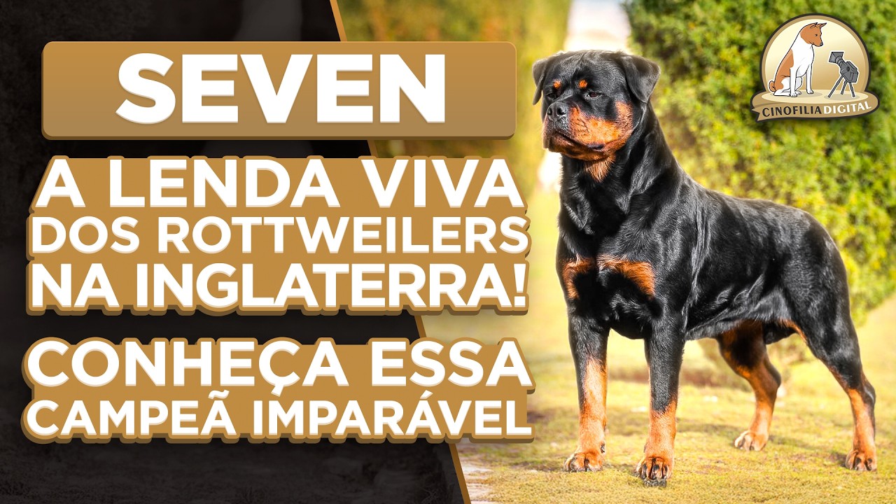 Rottweilers em Crufts 2025 | Cinofilia Digital