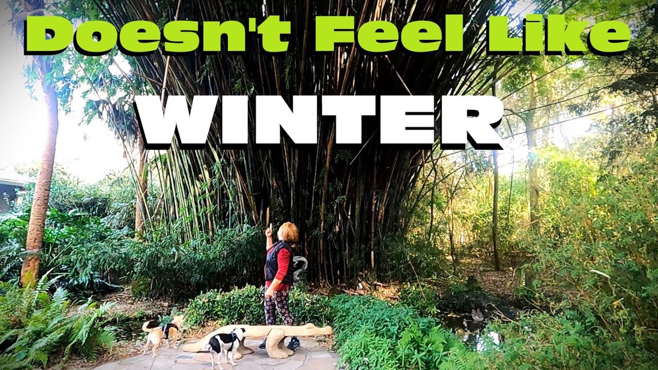 Winter Tropical Garden Tour | Kanapaha Botanical Gardens - Gainesville, Florida Zone 9a