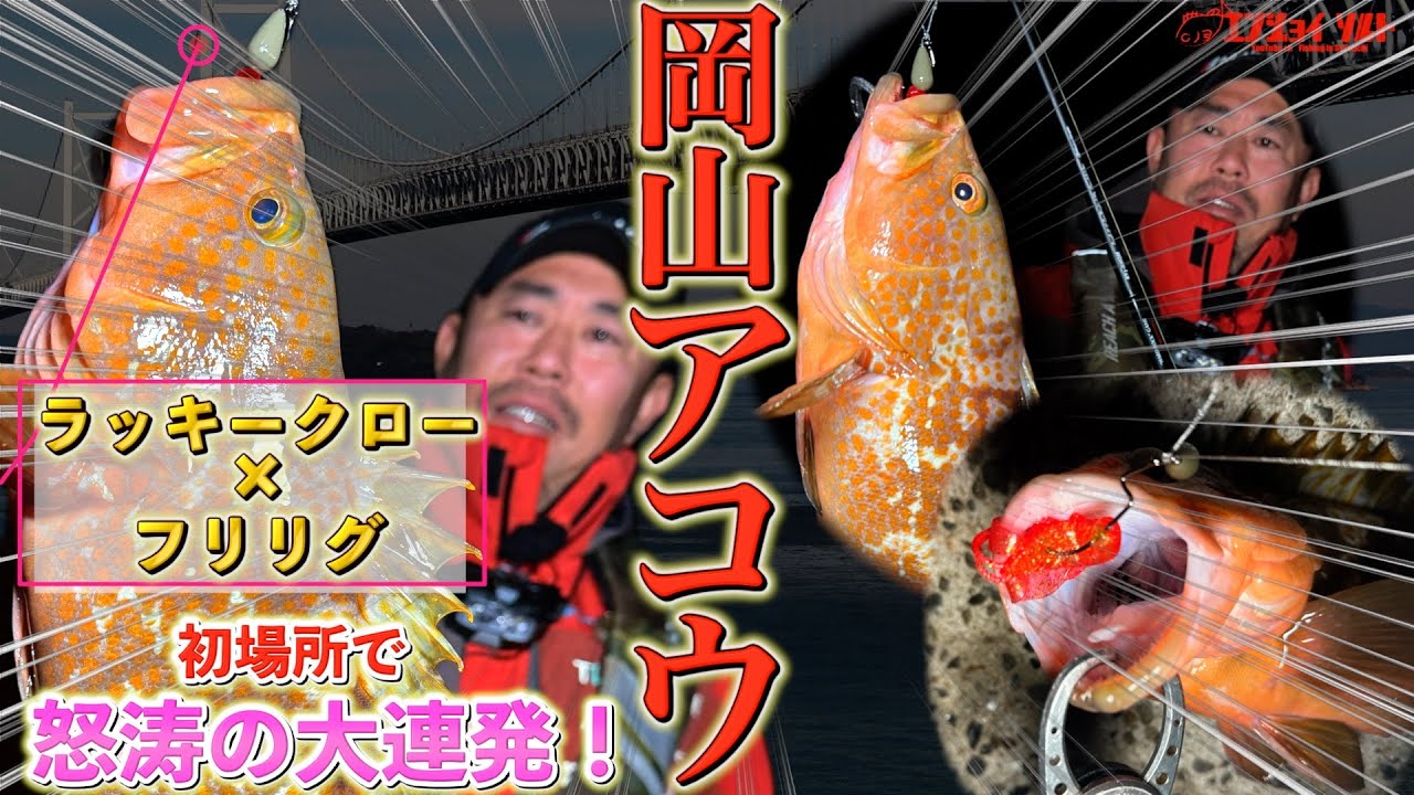 【アコウ超連発】岡山のアコウをラッキークローで狙う！アクションの基本についても解説！