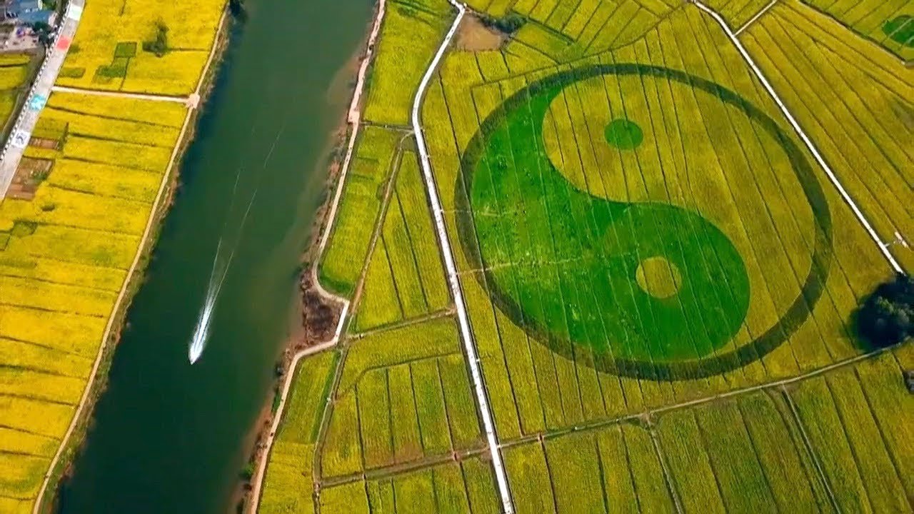 'Golden sea' of rapeseed flowers