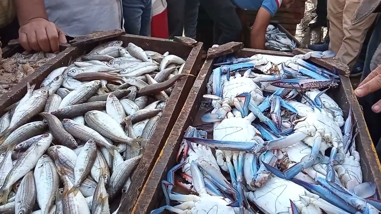 حلقه اسماك المعديه السيد ابو فريده 01285883615