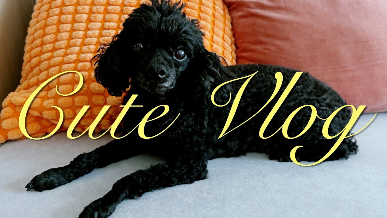 Большой Cute VLOG #111🍂|Новости и покупки | Разбор косметики |Новый канал