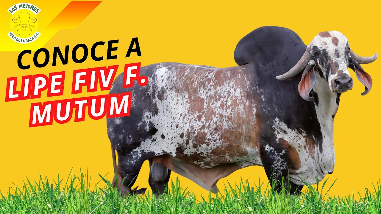 DE RADAR DOS POÇÕES A SANSÃO: EL LINAJE PODEROSO DE LIPE FIV F. MUTUM.