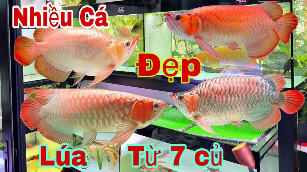 Lên Nhiều Cá Rồng Đẹp Lúa 🌾 Chỉ Từ 7 🍠- Cá Rồng Truyền Trần 