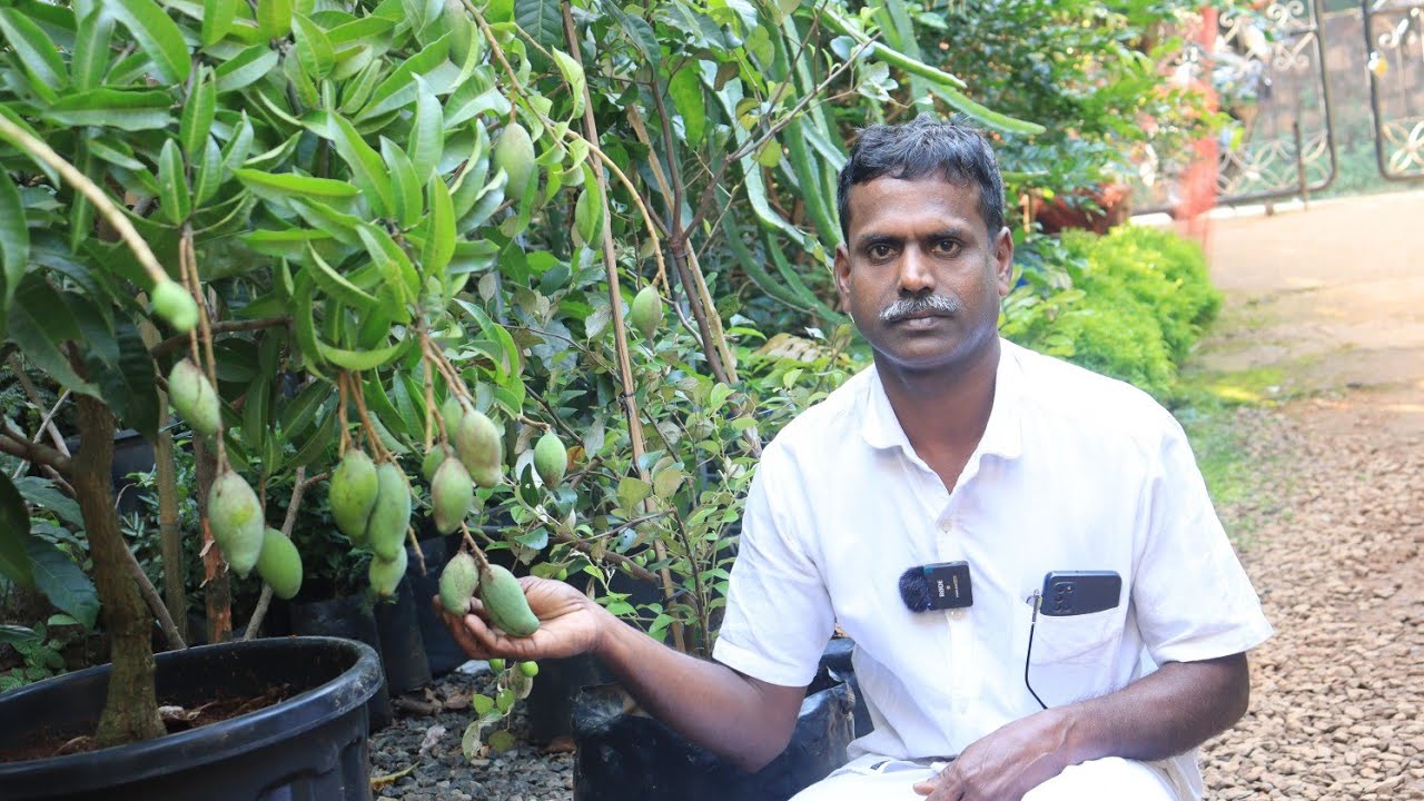 വ്യത്യസ്തയിനം മാവുകളുടെ വലിയ കളക്ഷനുമായി മൊയ്തീൻക്ക #mango #exotic #Exotic Fruit in Kerala 2023