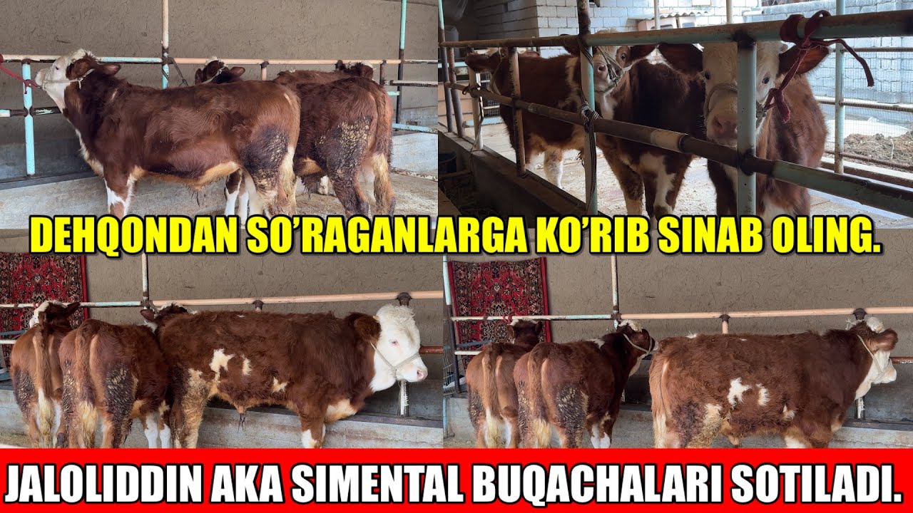 JALOLIDDIN AKA SIMENTAL BUQACHALARI SOTILADI.