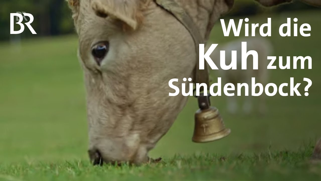 Klimakiller und Methanausstoß: Sündenbock? Die Ehrenrettung der Kuh | Stationen | BR