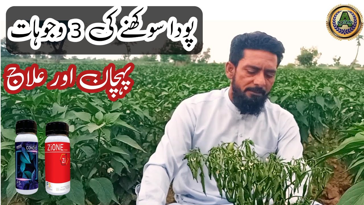 fusarium wilt of chilli chemical control ! chilli diseases and their control