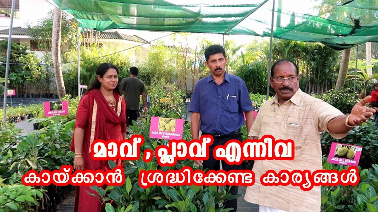 മാവ് , പ്ലാവ് എന്നിവ കായ്ക്കുന്നില്ലേ  South Indian Agri Farm Cherthala