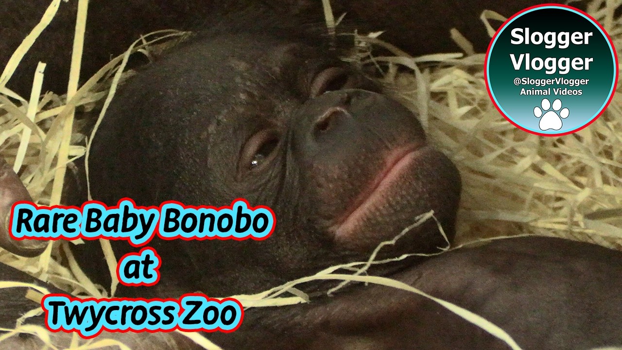 Rare Baby Bonobo Boy Born at Twycross Zoo – Special Footage