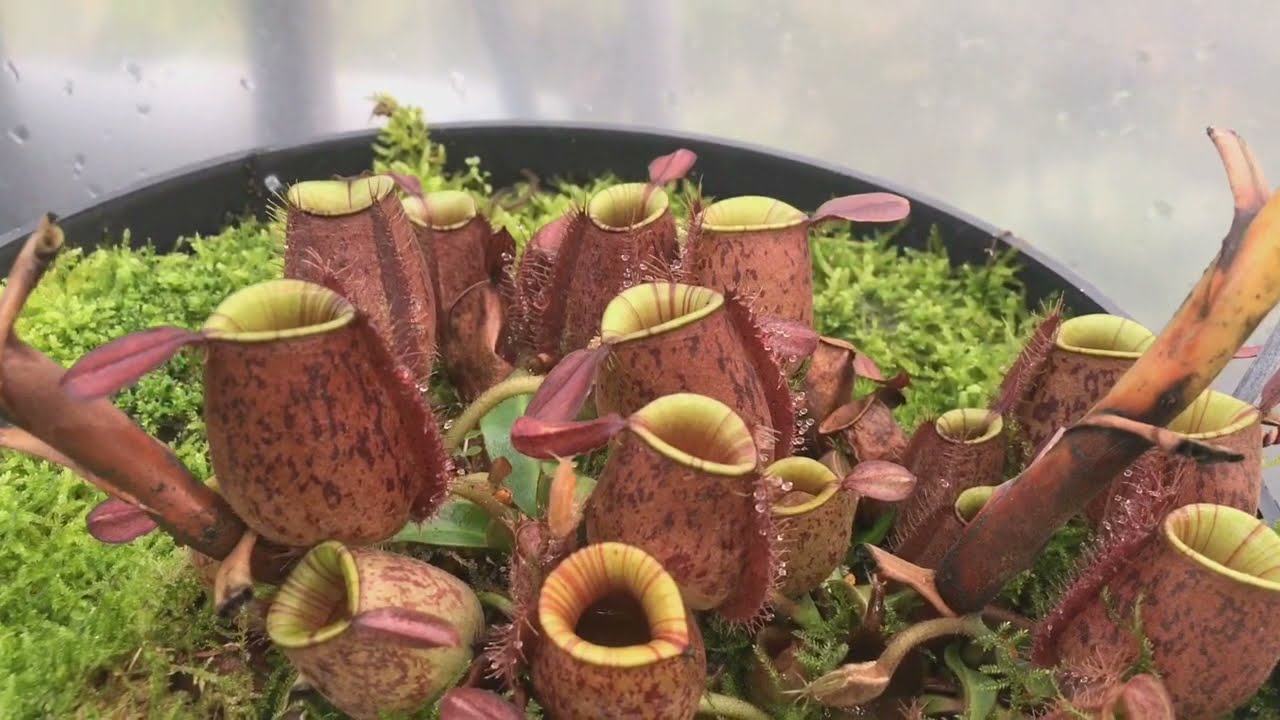 Nepenthes ampullaria - Bộ sưu tập nắp ấm ampullaria của Chi&ecirc;m Exotic Việt Nam