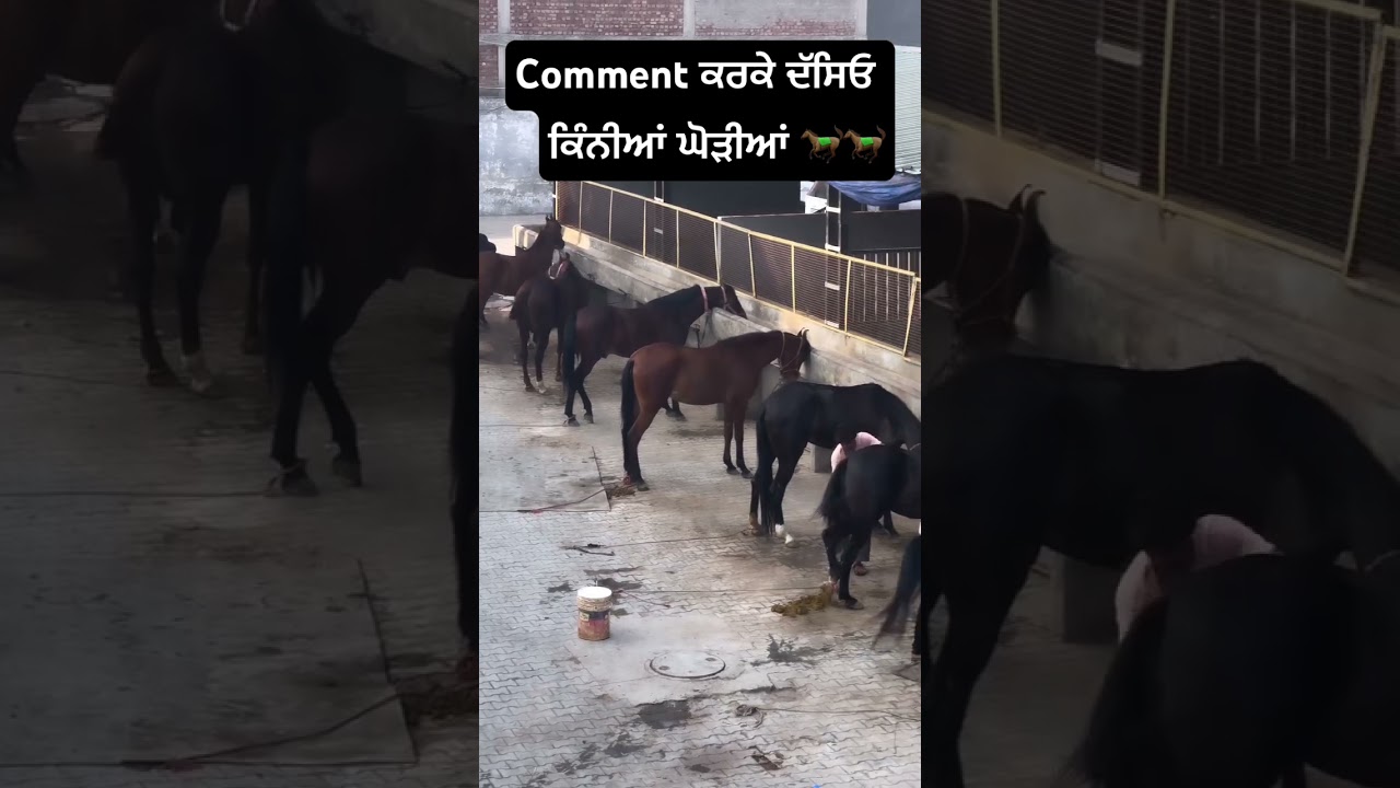 #horse #marwadi #punjab #puskarmela #punjabsingaar #iran #israel #usa #war #viralvideo #youtube
