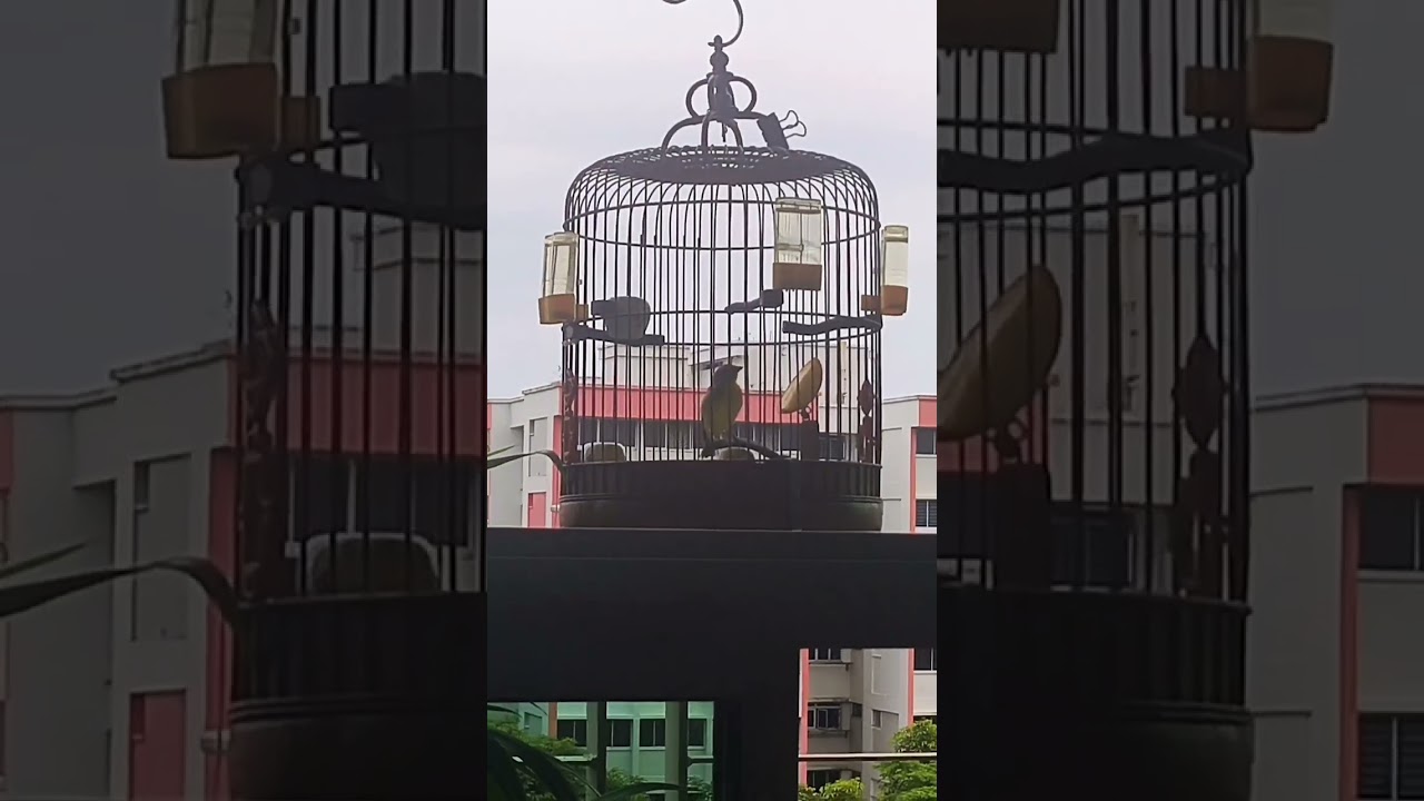 New Yellow Eye Finch Singing training video 