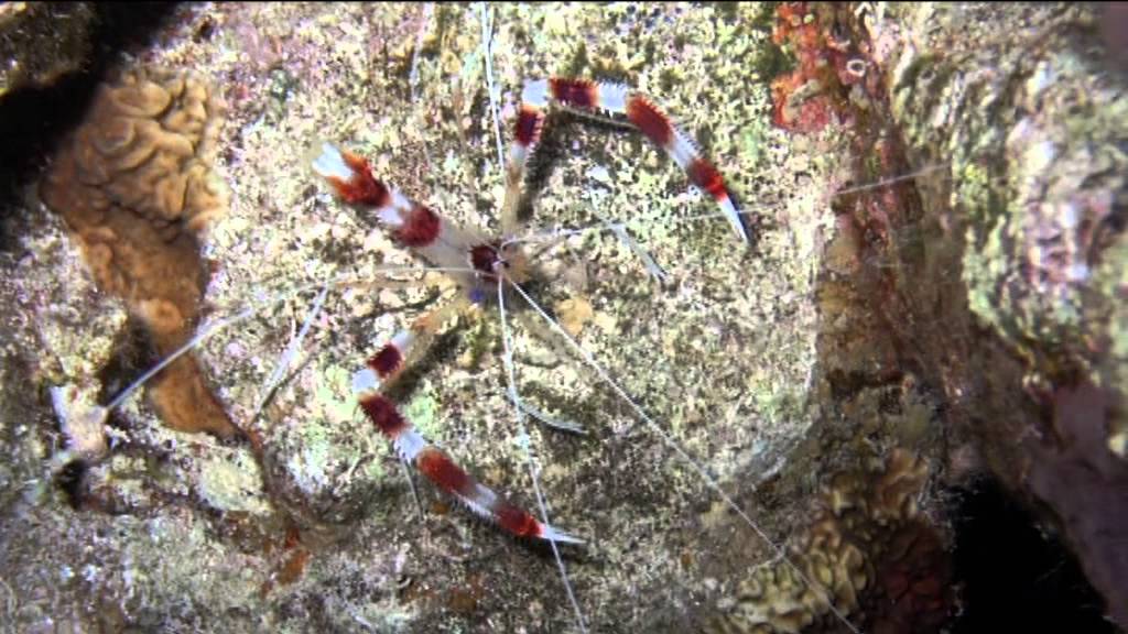 Nachttauchen ( nightdive ) Extra Divers Ras Nasrani