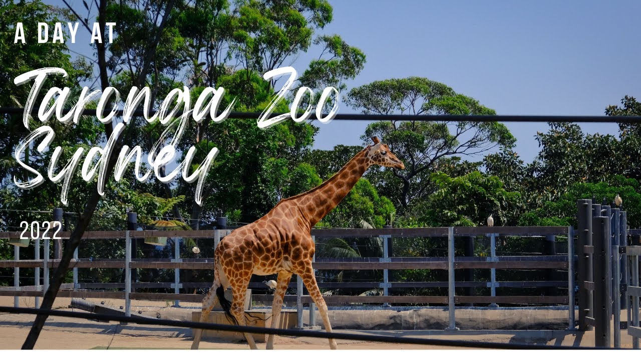 Travel Vlog : TARONGA ZOO Tour 2021 | Nepali in Australia | Things to do in Sydney 🇦🇺