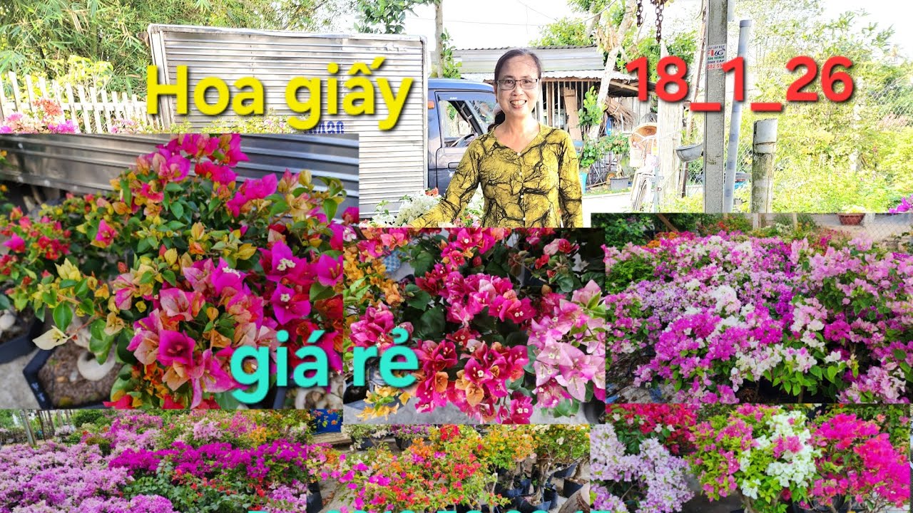 @ Ngày 18_6_2026 Nhà vườn Bình An giao lưu hoa giấy nhiều loại giá rẻ 