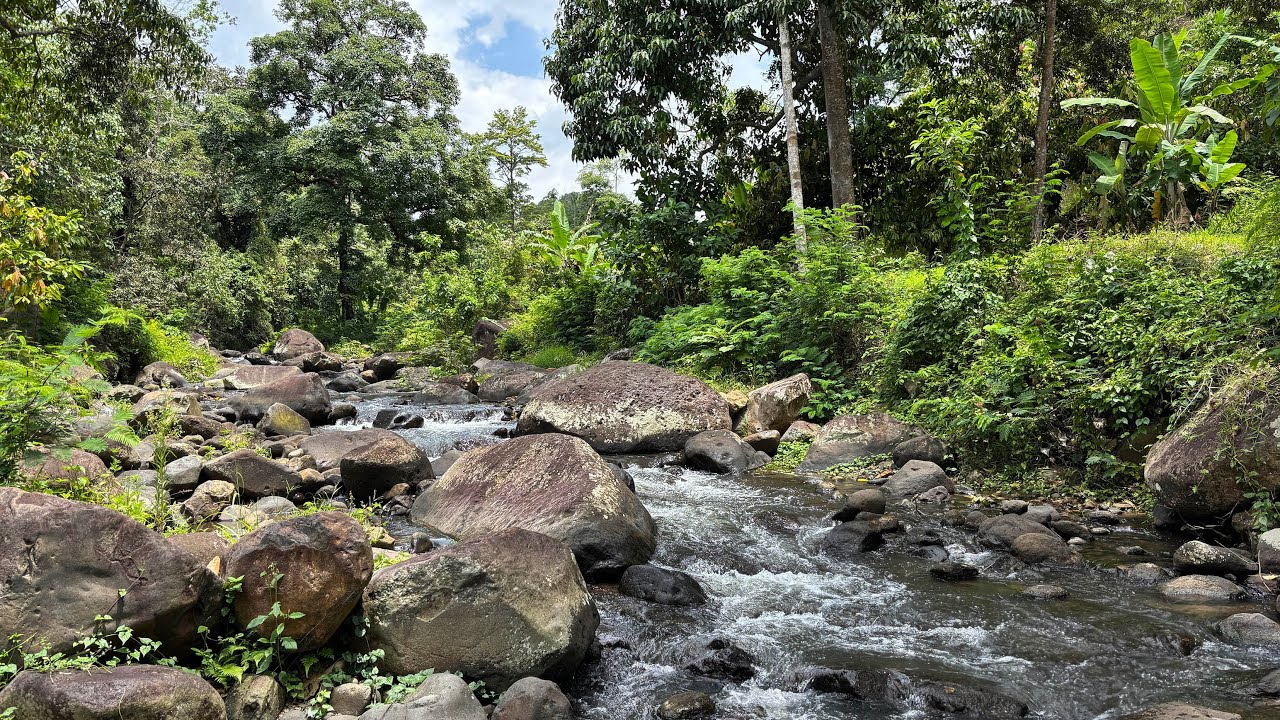 You Will Go to Sleep in Minutes with Calming Sound of Peaceful River Flowing Over Ancient Rocks