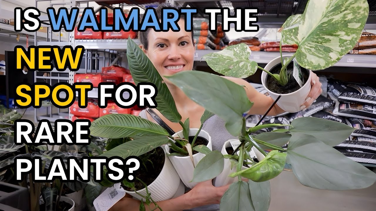 Is WALMART The New Store For RARE PLANTS? Walmart Finds - Big Box Plant Shopping - Indoor Plants
