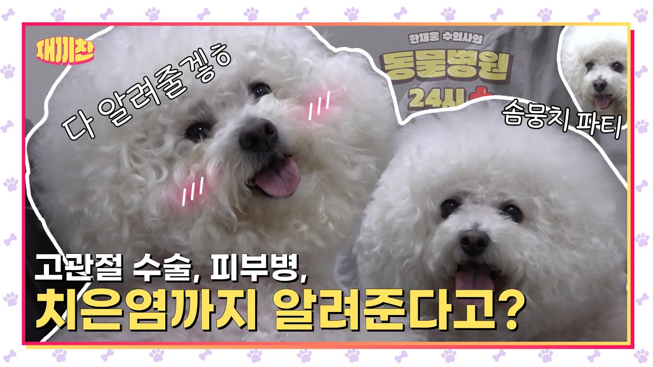 👨‍⚕️강아지 스케일링도 주기가 있나요?🩺한재웅 수의사의 동물병원 24시🏥|고관절 수술, 피부병, 치은염, 스케일링