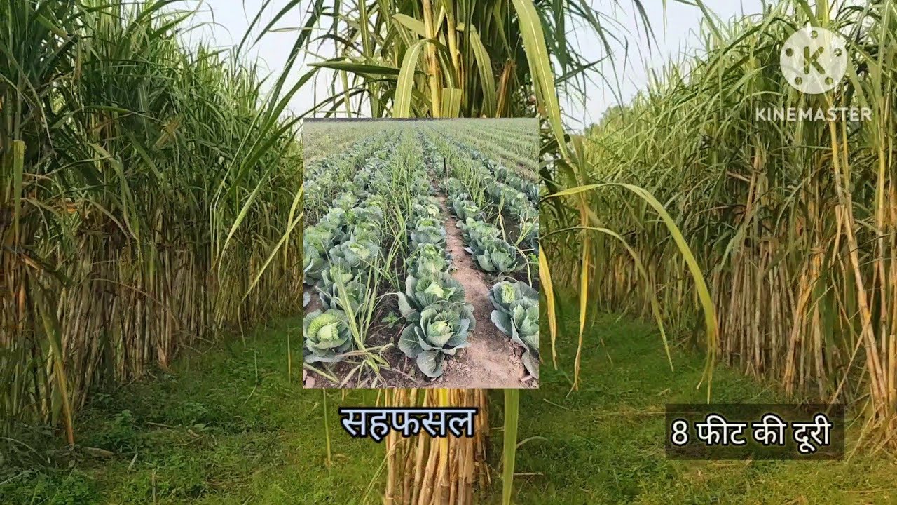 गन्ने की 8 फीट पर 3 लाईन  की तकनीक। Trench planting 8 feet 3 line technique.