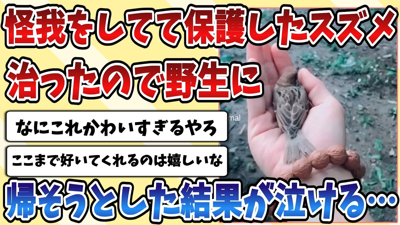 【2ch動物スレ】怪我をしてしまい主に保護された【スズメ】が治ったので野生に帰そうとした時の反応が健気で泣けてくる・・・
