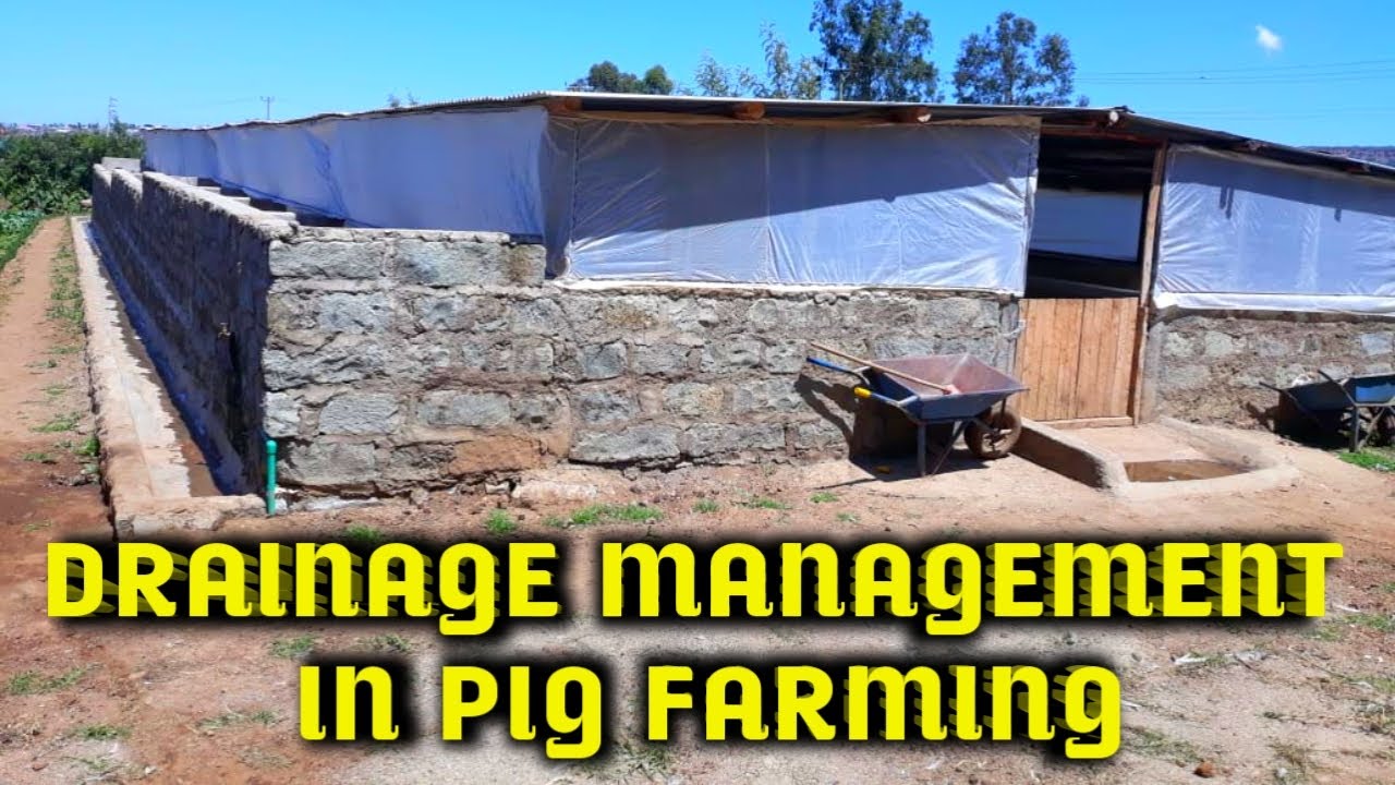 DRAINAGE MANAGEMENT || MUTHONI THE PIG FARMER