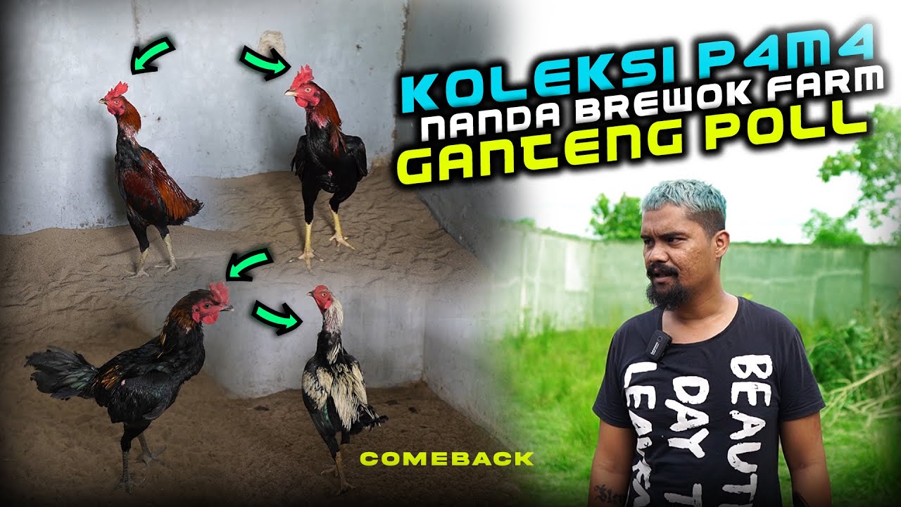 🛑 MELIHAT KOLEKSI YANG ADA DI NBF