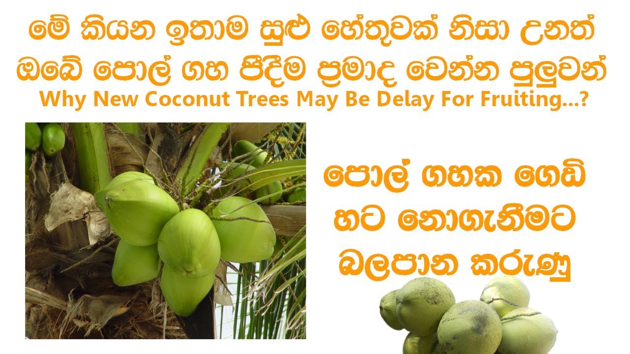 ඔබේ පොල් ගහ තවම පීදුනේ නැද්ද | How To Make A Fruitful Coconut Tree Sinhala