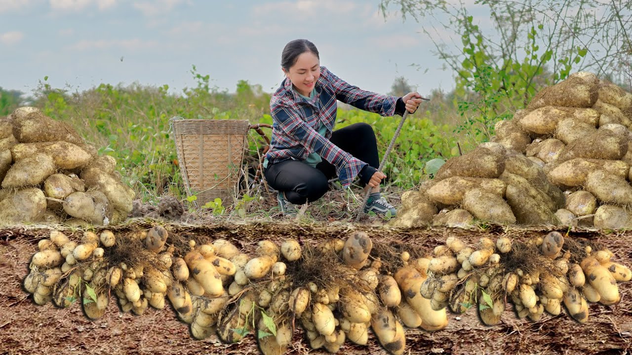 Harvest Dioscorea Esculenta (lesser yam) goes to the market sell - Cook Alone | Emma Daily Life