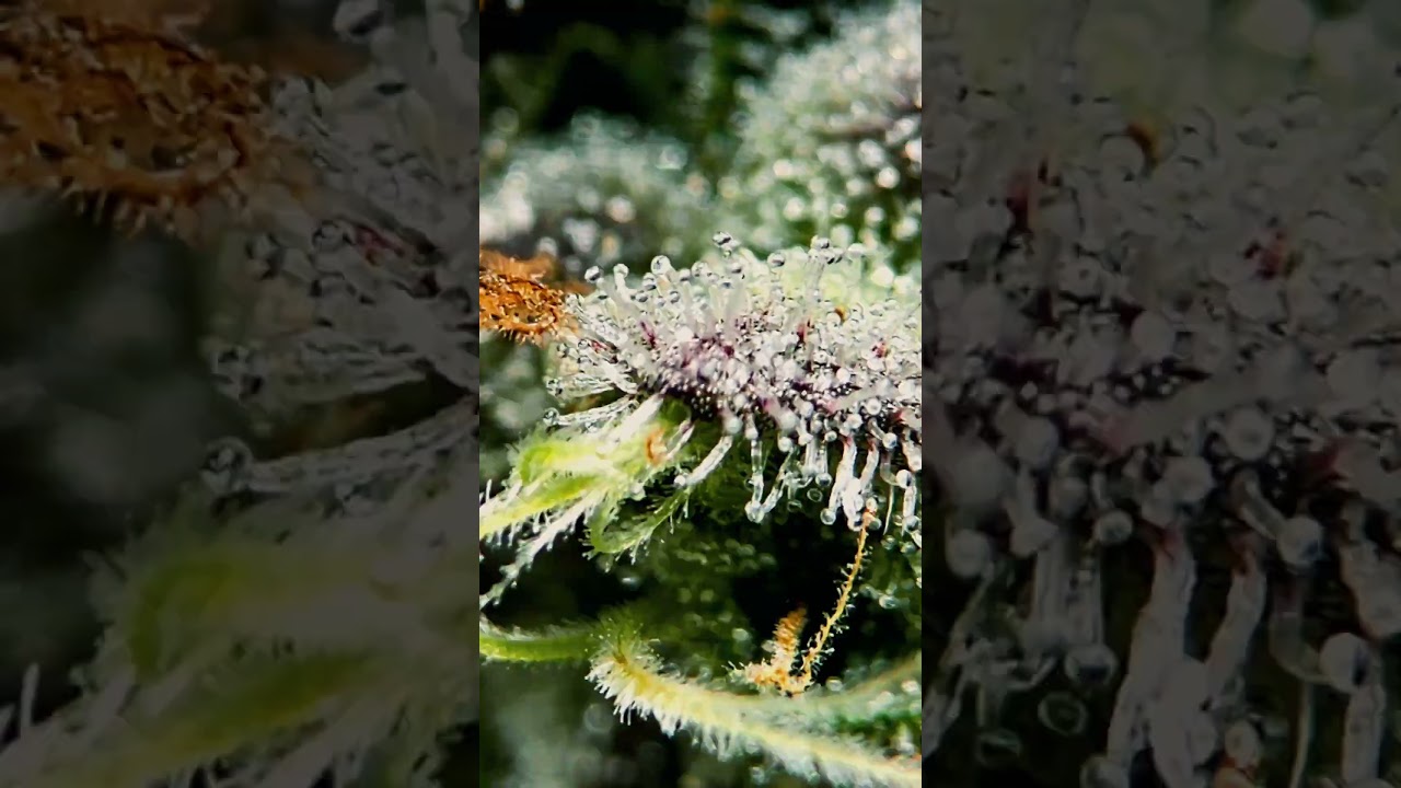 It's Harvest Day for Blackberry Kush from @ILGMOfficial. Trichome Check ✔️