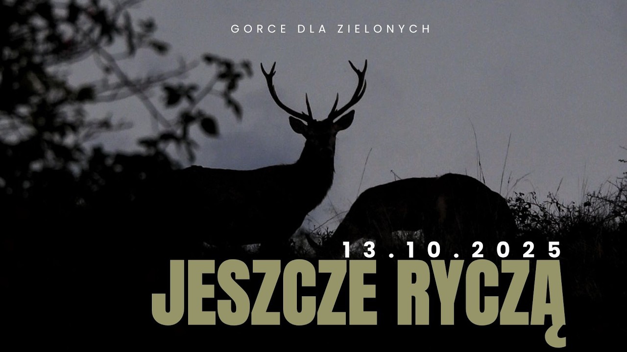 13 Października i jeszcze ryczą !!! #rykowisko #rykowisko2025