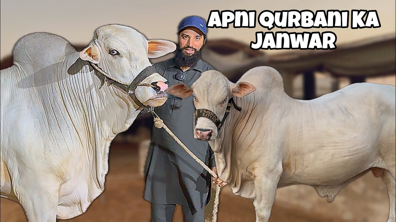 Apna Qurbani Ka janwar? | Challenge Accepted 🙃 | AR Maani
