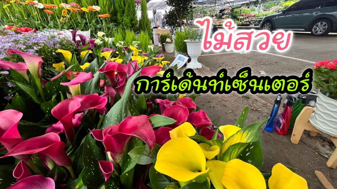ต้นไม้สวย ดอกไม้งาม การ์เดนท์เซ็นเตอร์