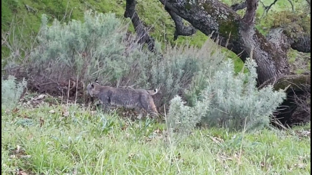 Spotting a Bobcat - Happy New Year!