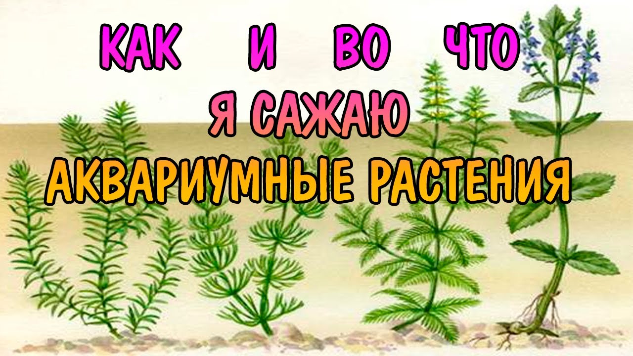 КАК И ВО ЧТО Я САЖАЮ АКВАРИУМНЫЕ РАСТЕНИЯ