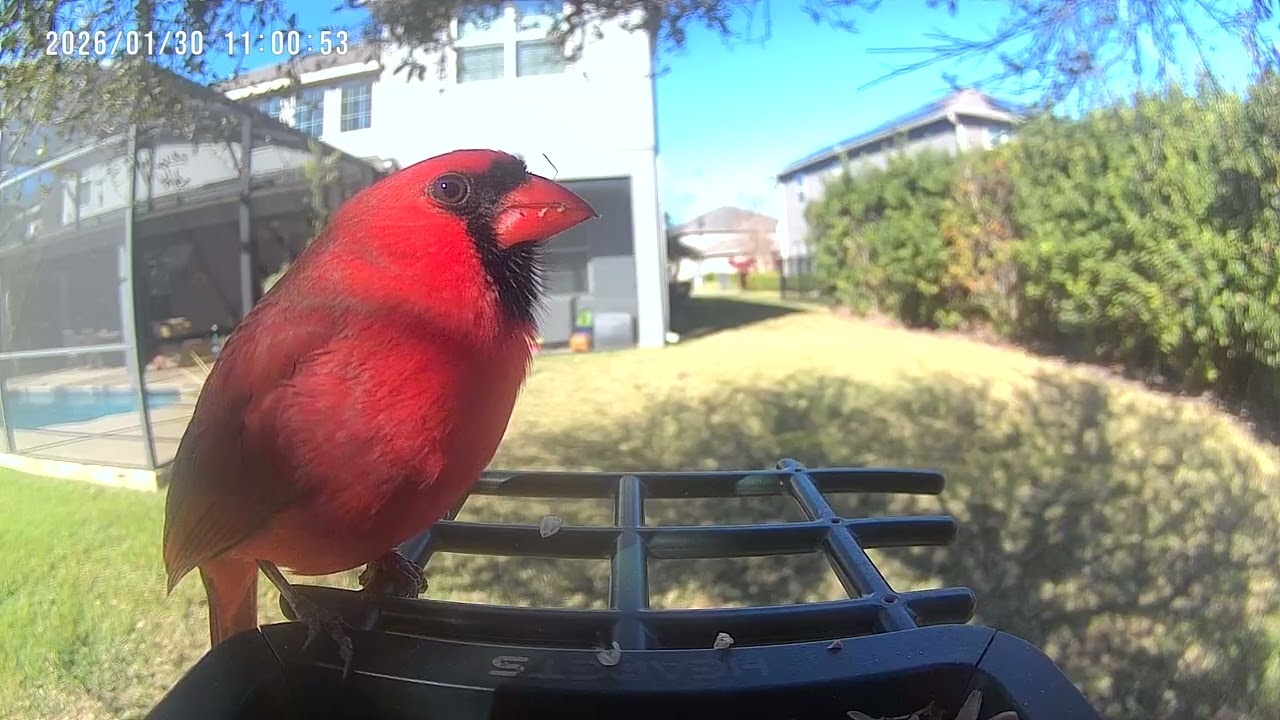 Northern Cardinal (Male 1/30/26)