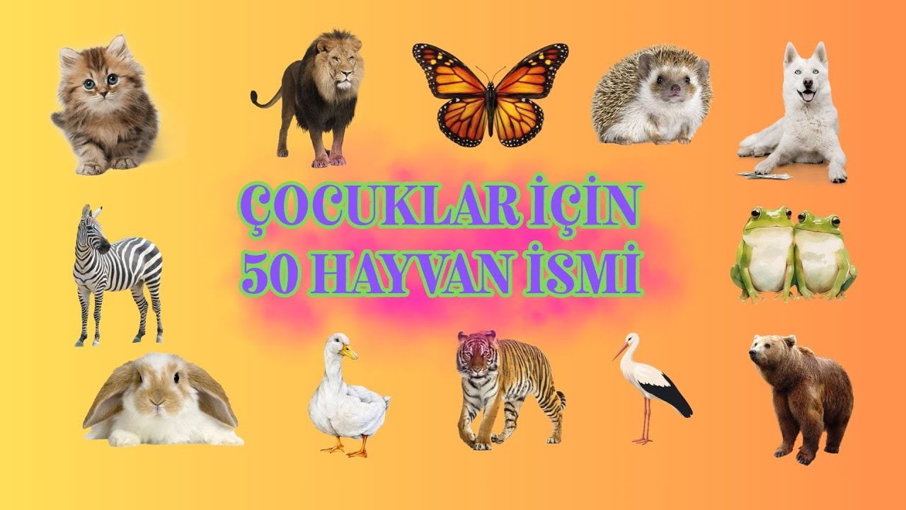 Hayvanları Tanıyalım | 50 Hayvan İsmi 🐾🦒🐢