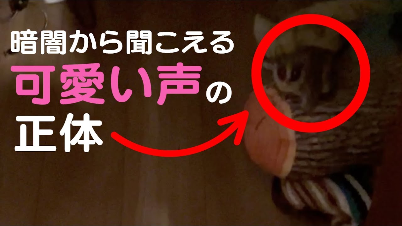 飼い主を呼ぶ声がカワイ過ぎる動物 / Chatter of Pizzatoru / ショウガラゴのピザトル #shorts