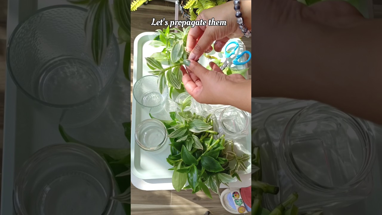 Tradescantia pistachio is the fastest growing plant water 