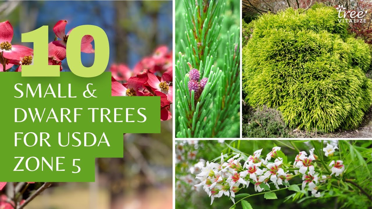 10 Small & Dwarf Trees for USDA Zone 5